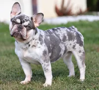 Cloud, a female French Bulldog for sale in Punta Gorda, FL – 1 of 1