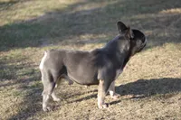 Leeloo, a female French Bulldog for sale in Punta Gorda, FL – Photo 4 of 5