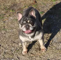 Leeloo, a female French Bulldog for sale in Punta Gorda, FL – Photo 1 of 5