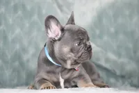 Hugo, a male French Bulldog for sale in Punta Gorda, FL – 9 of 9