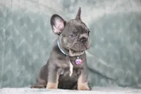 Hugo, a male French Bulldog for sale in Punta Gorda, FL – 6 of 9