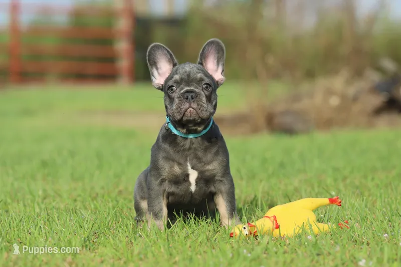 Hugo – French Bulldog puppy for sale in Punta Gorda, FL