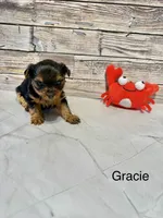 Gracie, a female Yorkshire Terrier for sale in Mount Pocono, PA – Photo 2 of 4