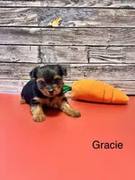 Gracie, a female Yorkshire Terrier for sale in Mount Pocono, PA – Photo 3 of 4