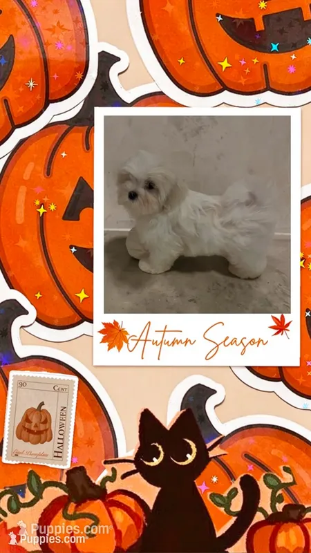 Finn – Maltese puppy for sale in Hixson, TN
