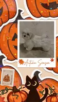 Finn, a male Maltese for sale in Hixson, TN – 4 of 4