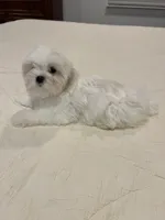 Finn, a male Maltese for sale in Hixson, TN – 3 of 4