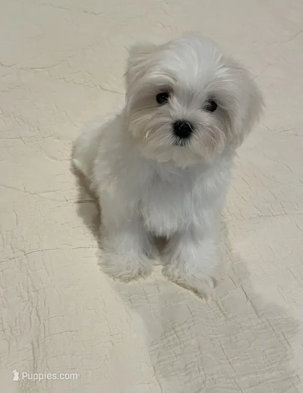 Finn – Maltese puppy for sale in Hixson, TN