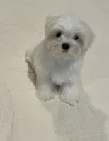 Finn, a male Maltese for sale in Hixson, TN – 1 of 4
