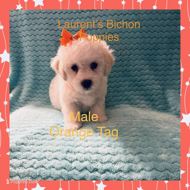 Orange Tag – Bichon Frise puppy for sale in Bay Saint Louis, MS