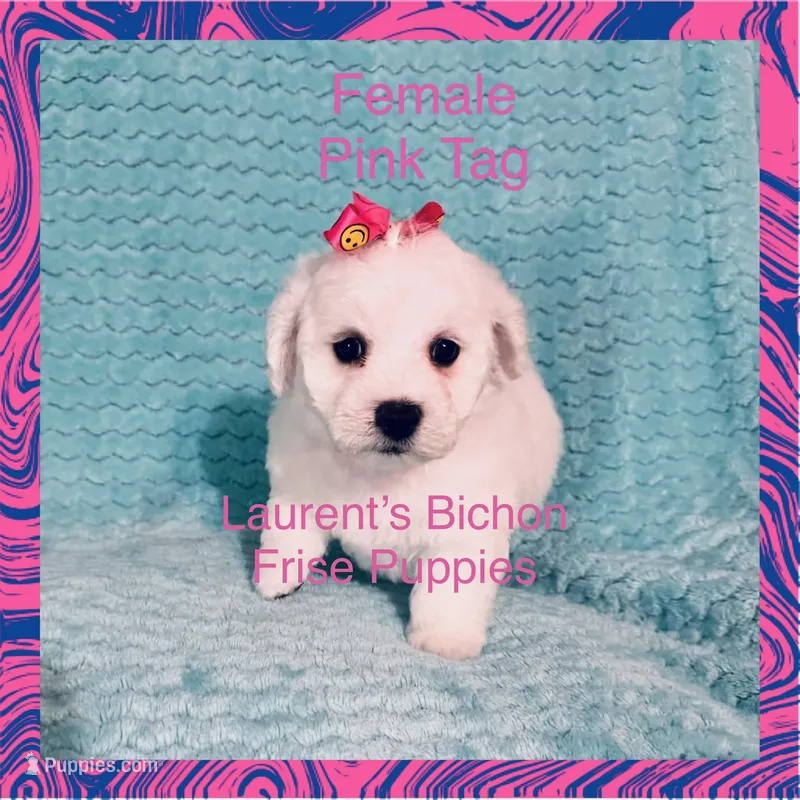 Pink Tag – Bichon Frise puppy for sale in Bay Saint Louis, MS