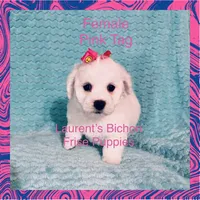 Pink Tag, a female Bichon Frise for sale in Bay Saint Louis, MS – 1 of 1