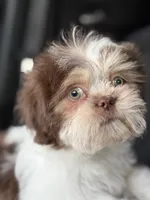 Logan/Gizmo, a male Shih Tzu for sale in Charlotte, NC – 6 of 6