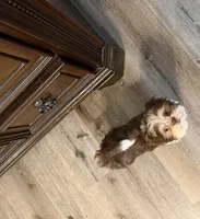 Logan/Gizmo, a male Shih Tzu for sale in Charlotte, NC – 5 of 6