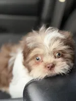 Logan/Gizmo, a male Shih Tzu for sale in Charlotte, NC – 1 of 6