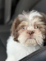 Logan/Gizmo, a male Shih Tzu for sale in Charlotte, NC – 4 of 6