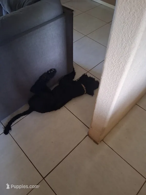 Shadow – Poodle - Standard  puppy for sale in Douglas, AZ