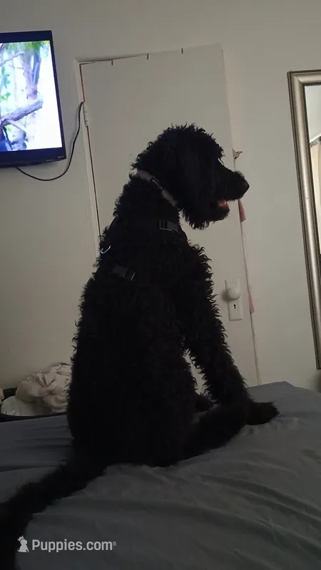 Shadow, a male Poodle - Standard  for sale in Douglas, AZ – 1 of 5