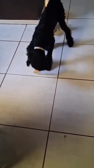 Shadow, a male Poodle - Standard  for sale in Douglas, AZ – 4 of 5