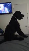 Shadow, a male Poodle - Standard  for sale in Douglas, AZ – 3 of 5
