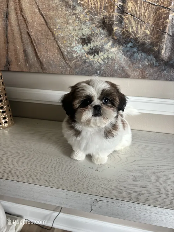 Meredith – Shih Tzu puppy for sale in Morehead, KY