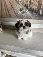 Meredith, a female Shih Tzu for sale in Morehead, KY – 1 of 3