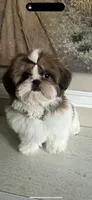 Meredith, a female Shih Tzu for sale in Morehead, KY – 3 of 3