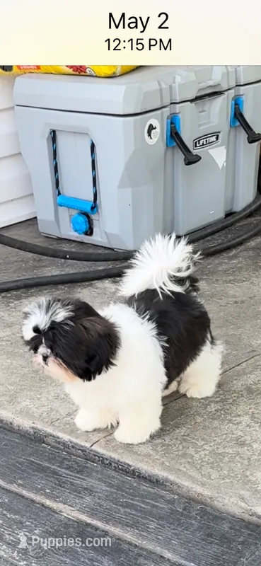 Max – Shih Tzu puppy for sale in Morehead, KY