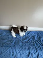 Bandit, a male Shih Tzu for sale in Morehead, KY – 3 of 3