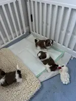 Bear, a male Shih Tzu for sale in Morehead, KY – Photo 2 of 2