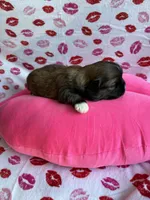 Ariel, a female Shih Tzu for sale in Morehead, KY – Photo 5 of 8