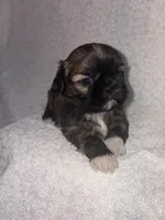 Ariel, a female Shih Tzu for sale in Morehead, KY – Photo 1 of 8