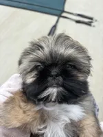 Eric, a male Shih Tzu for sale in Morehead, KY – Photo 5 of 5