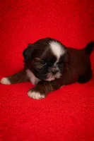 Scuttle, a male Shih Tzu for sale in Morehead, KY – Photo 1 of 8