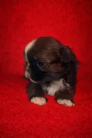 Scuttle, a male Shih Tzu for sale in Morehead, KY – Photo 2 of 8