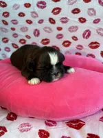 Scuttle, a male Shih Tzu for sale in Morehead, KY – Photo 3 of 8