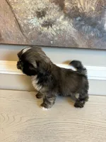 Eric, a male Shih Tzu for sale in Morehead, KY – Photo 2 of 3