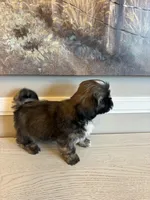 Eric, a male Shih Tzu for sale in Morehead, KY – Photo 3 of 3