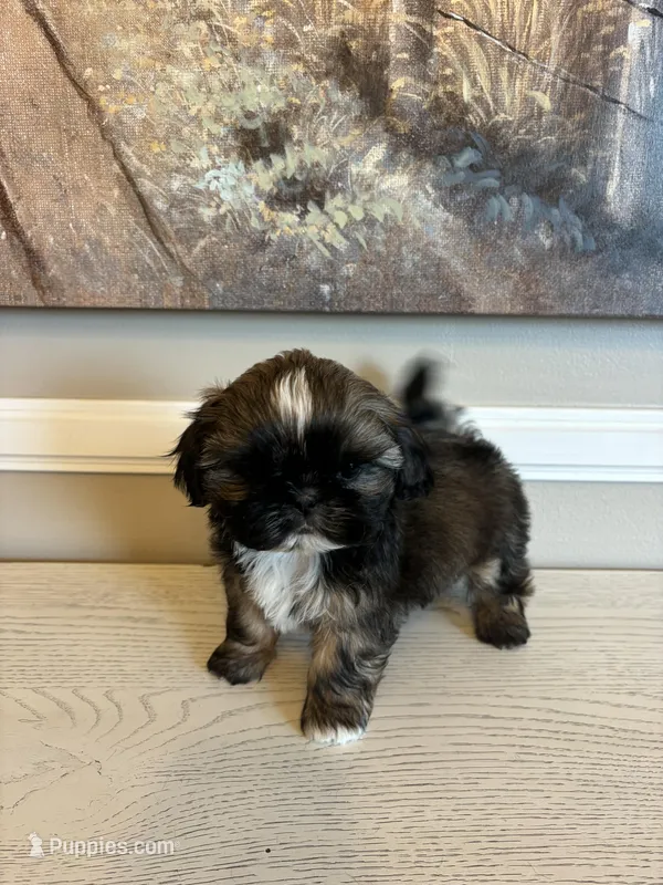 Eric, a male Shih Tzu for sale in Morehead, KY – Photo 1 of 3