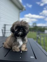 Eric, a male Shih Tzu for sale in Morehead, KY – Photo 4 of 5