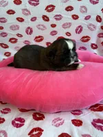 Scuttle, a male Shih Tzu for sale in Morehead, KY – Photo 5 of 8