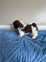 Bandit, a male Shih Tzu for sale in Morehead, KY – 2 of 3
