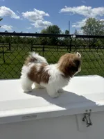 Meredith, a female Shih Tzu for sale in Morehead, KY – 2 of 3