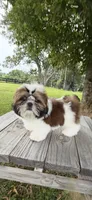Bandit, a male Shih Tzu for sale in Morehead, KY – 1 of 5