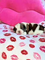 Mabel, a female Shih Tzu for sale in Morehead, KY – Photo 2 of 5