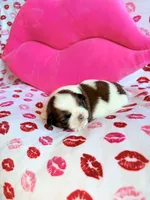 Mabel, a female Shih Tzu for sale in Morehead, KY – Photo 1 of 5