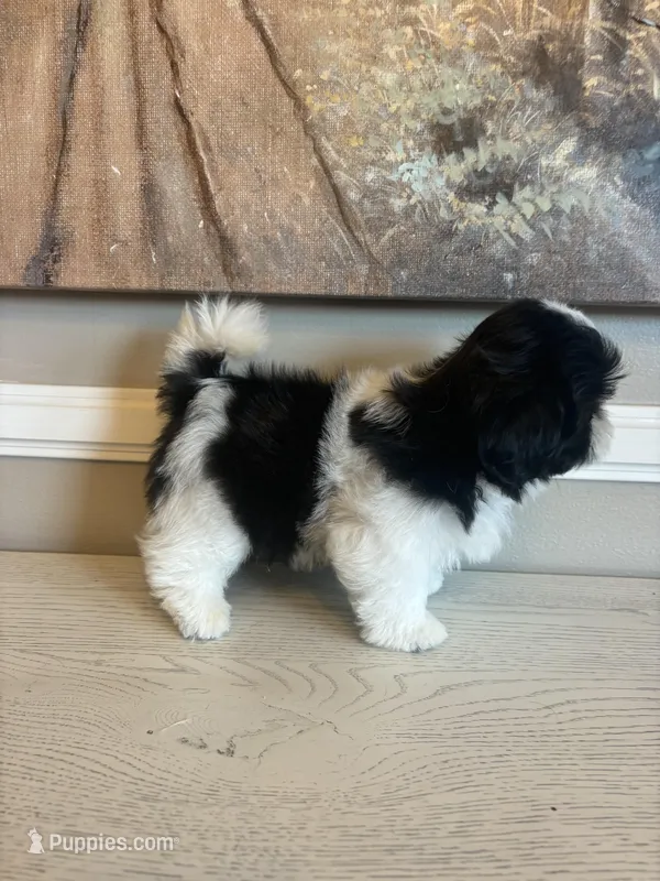 Max – Shih Tzu puppy for sale in Morehead, KY