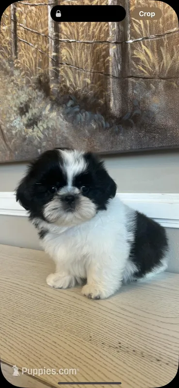 Max – Shih Tzu puppy for sale in Morehead, KY