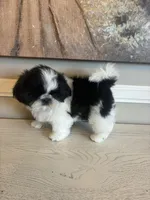 Max, a male Shih Tzu for sale in Morehead, KY – Photo 3 of 4