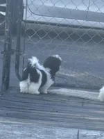 Max, a male Shih Tzu for sale in Morehead, KY – Photo 5 of 6